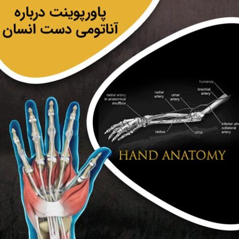 پاورپوینت درباره آناتومی دست انسان