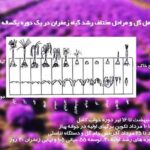 پاورپوینت درباره تولید و فرآوری زعفران در ایران