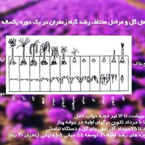 پاورپوینت درباره تولید و فرآوری زعفران در ایران