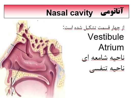 پاورپوینت درباره آناتومی بینی - فروشگاه فایل دانش دیجیتال