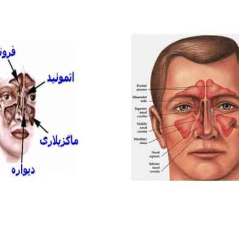 پاورپوینت درباره آناتومی بینی - فروشگاه فایل دانش دیجیتال