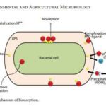کتاب Environmental and Agricultural Microbiology 2021 + ترجمه