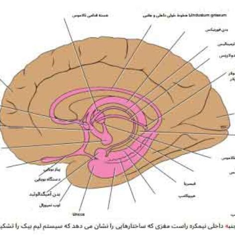کتاب Clinical Neuroanatomy اثر ریچارد اسنل + ترجمه