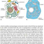 کتاب Essential Cell Biology + ترجمه