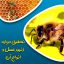 تحقیق درباره زنبور عسل و انواع آن