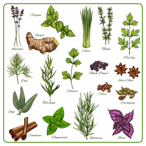 تحقیق گیاه شناسی و خواص گیاهان