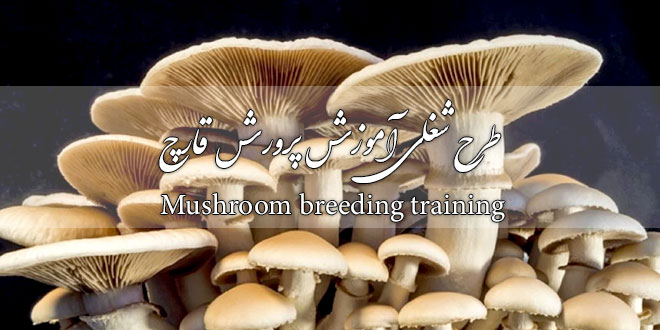 پروژه طرح شغلی آموزش پرورش قارچ